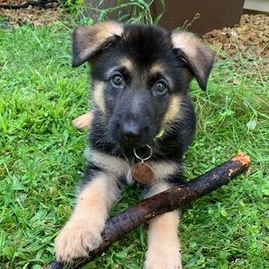 Meet your Posher, Jordan